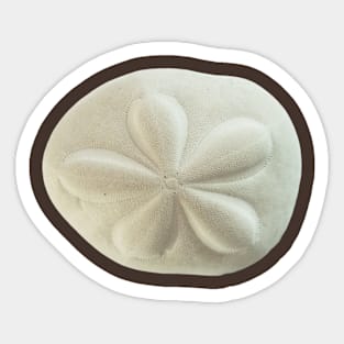 Sand Dollar Sticker